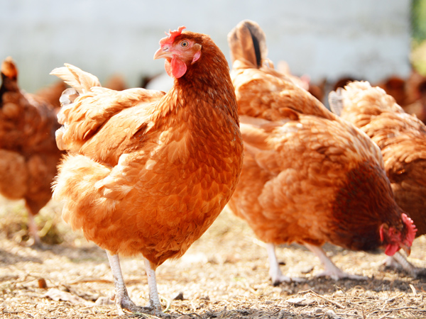 ΢Ԫϵһϵ˫رֳ˫ֵЧӦ