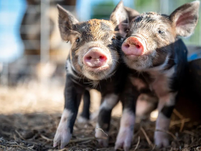 нҪμ⼸Ҫ㣡