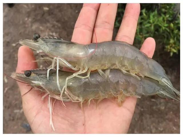 ϺֳʲôʱҪЩϺҪһҪղأ